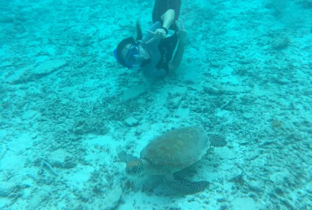 日帰り沖縄 離島  国立公園慶良間諸島 座間味島 むりやり息抜き 海亀と温泉の旅