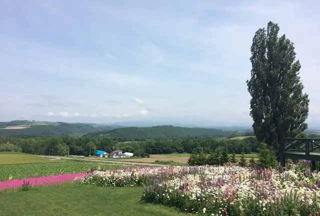 富良野と美瑛のお花の旅