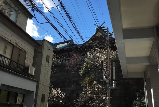 湯島の梅まつり、終わる頃にいきましょうか。   梅の実がなってくる頃が。
