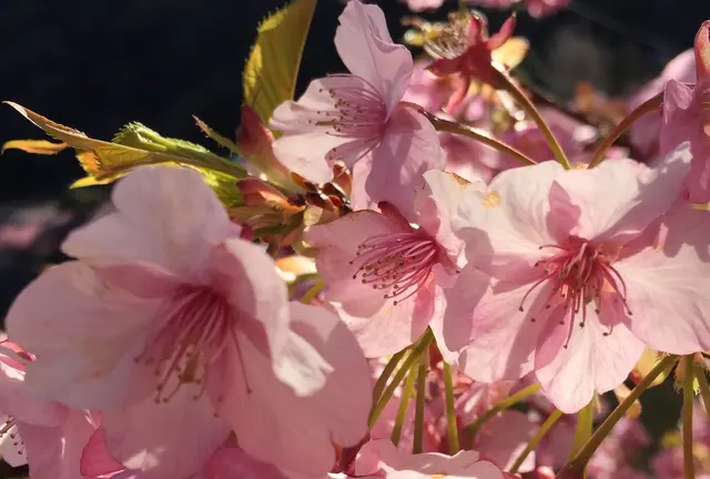 河津桜🌸満開