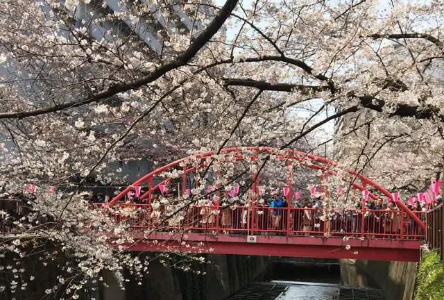 東横線沿いを巡る春の歩きまくり食べまくりお花見デート【中目黒/祐天寺/三宿/横浜】