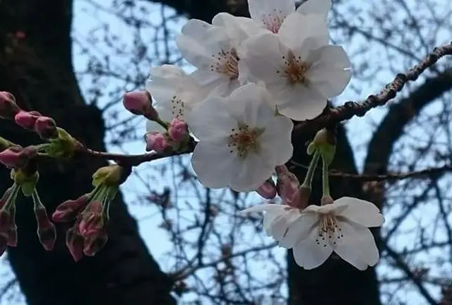 目黒川花見散歩