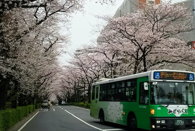 🌸練馬区のお花見情報🌸