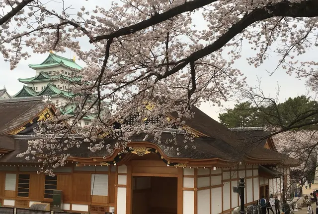 ✨名古屋の美しい桜