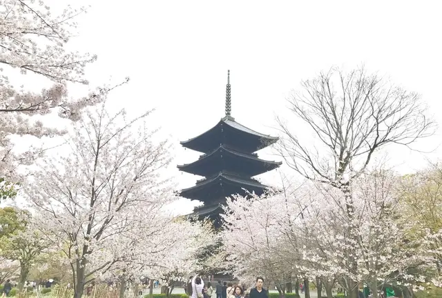 桜の京都🌸駆け足旅。