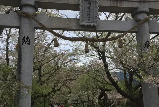 しだれ桜とエヒメアヤメ