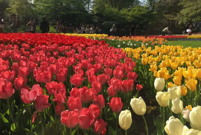 【立川・吉祥寺】ファミリーでもデートでも。都心から30分のオアシス♪昭和記念公園でピクニック♡