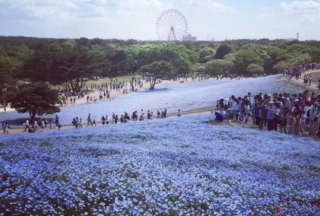 ネモフィラを目指して✨【茨城】ひたちなかサイクリング旅