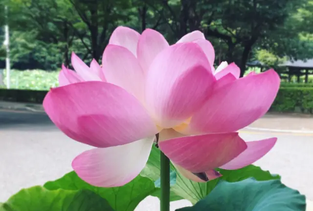 福井の地元民がゆく！福井のお蕎麦と公園と！恐るべし福井クオリティカフェ‼︎