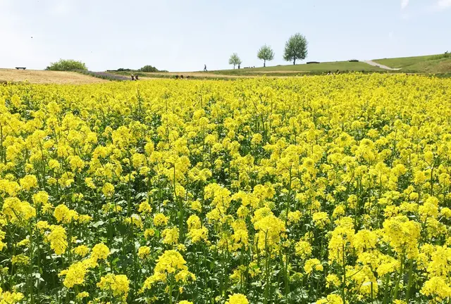 淡路島は花と美味しいがいっぱい！大自然を感じながらココロと体に栄養を♪