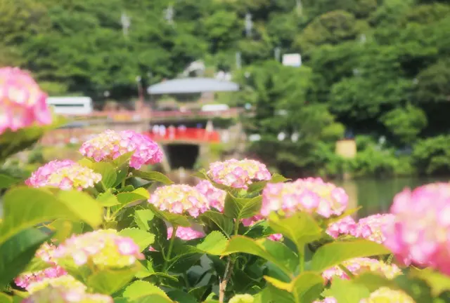 愛犬と紫陽花祭りから菖蒲祭りまで