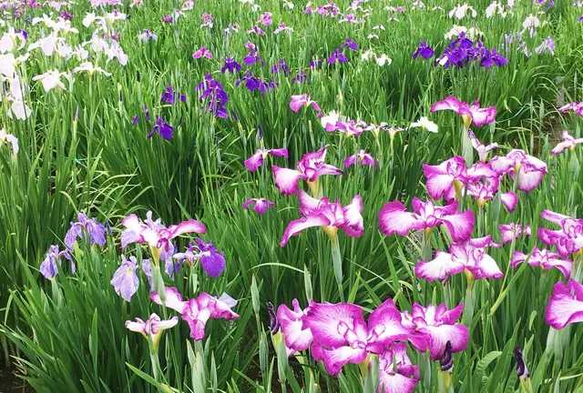 菖蒲園@東村山