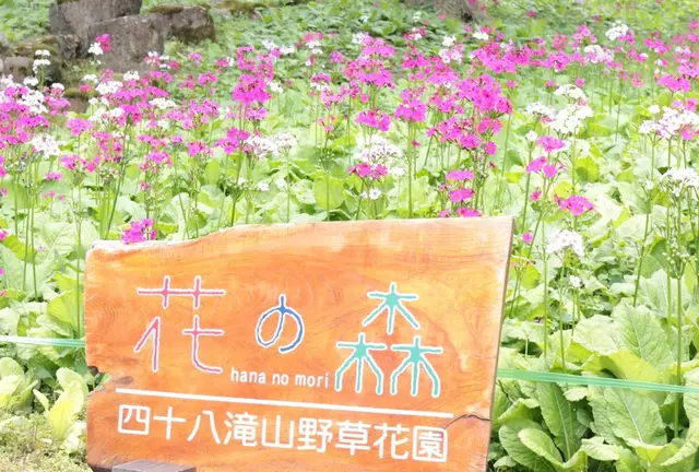 宇津江四十八滝