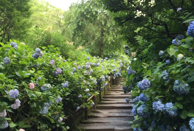 紫陽花の時期に行きたい！鎌倉日帰り旅