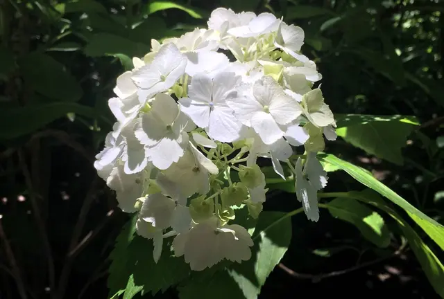 【北鎌倉&長谷】紫陽花を味わう週末デートスポット