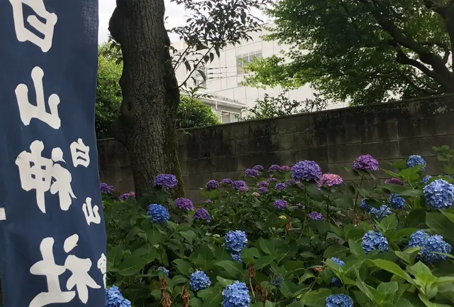 あじさい祭り