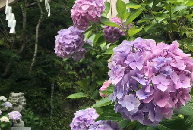 【鎌倉】紫陽花2017〜山から海までのんびりお散歩プラン〜