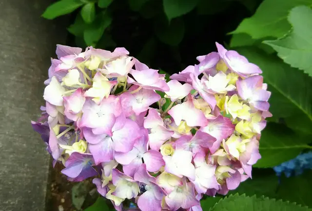 京都 梅雨の紫陽花