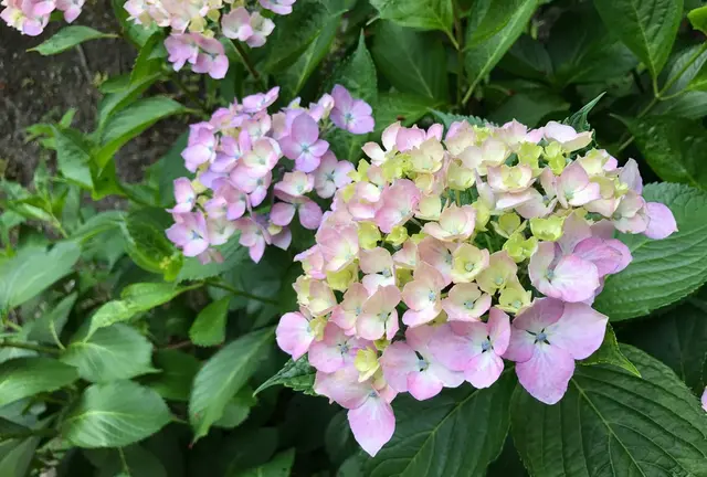 初夏の京都で、季節感じるお祝いデート♡