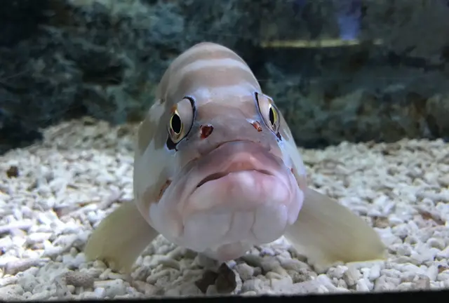 すみだ水族館〜浅草