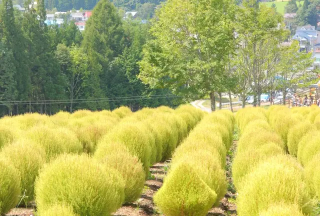 ワンコと一緒に秋のお散歩