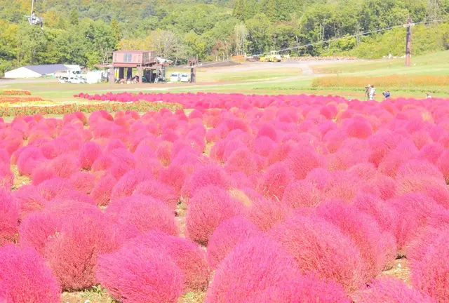 ワンコと一緒にひるがの高原三昧