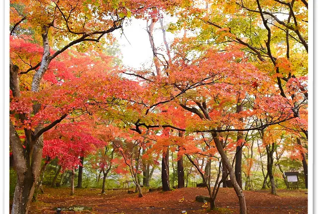 秋の紅葉デート。長瀞ライトアップ紅葉まつりと長瀞散策を満喫。