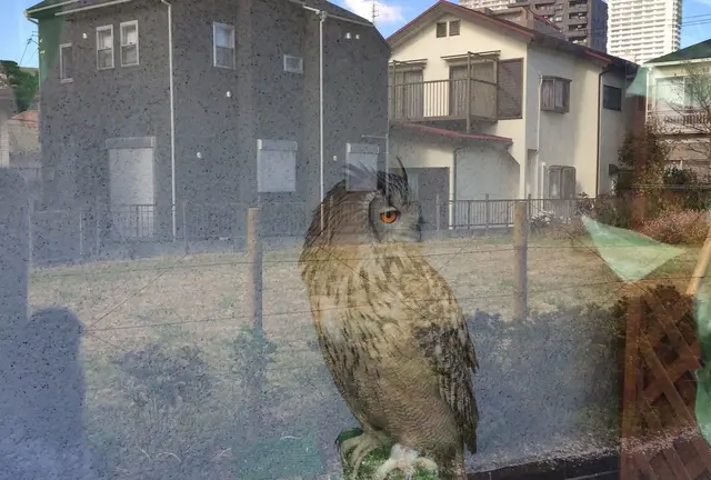 鷹の道を 散策してみました