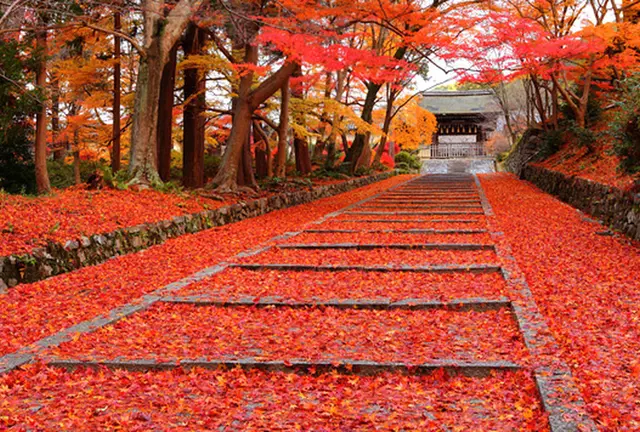 京都からぷらっとサイクリング旅