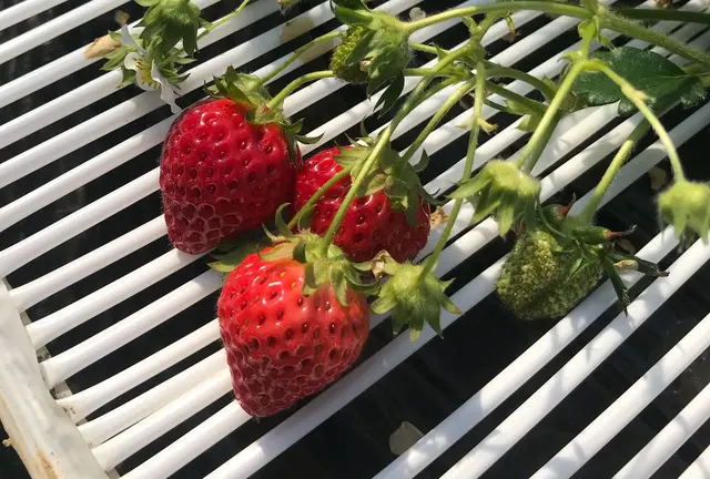 🍓いちご狩り＆BBQ🍖