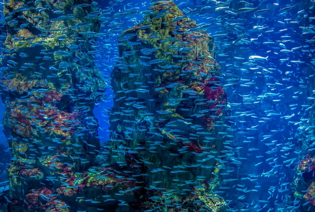 大阪･神戸🐠🐟🗼