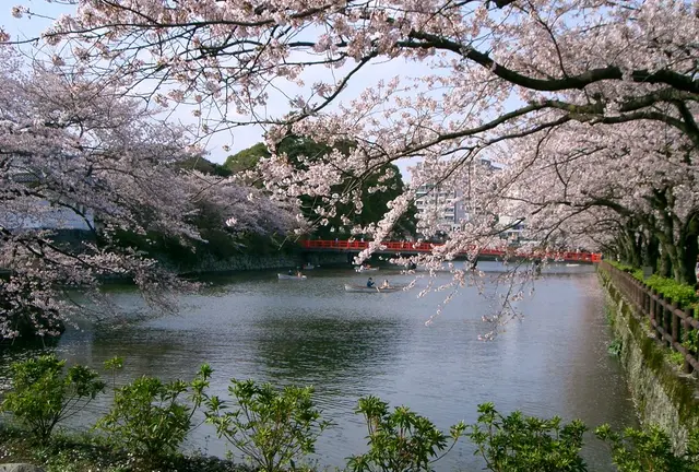 桜の時期は特にオススメ♪　小田原城周辺の散策を楽しもう！