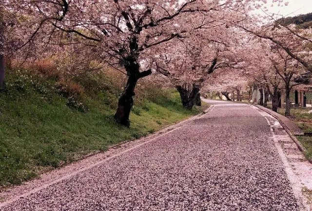 福岡県中間市の桜の名所