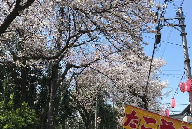 市川 散歩で花見
