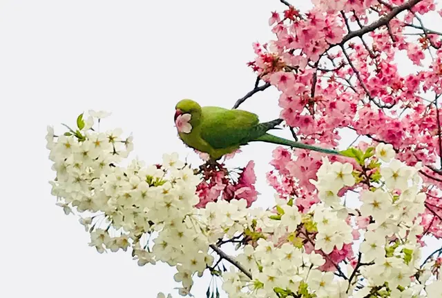 東京上野花見さんぽ