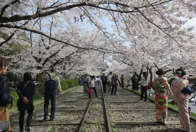 岡崎エリア桜&カフェ巡り