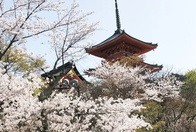 日帰りお花見プラン🌸