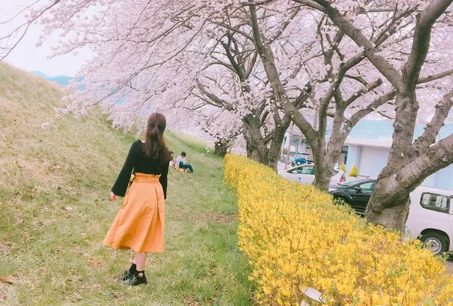 春の絶景といえば…桜並木🌸 in Nagano