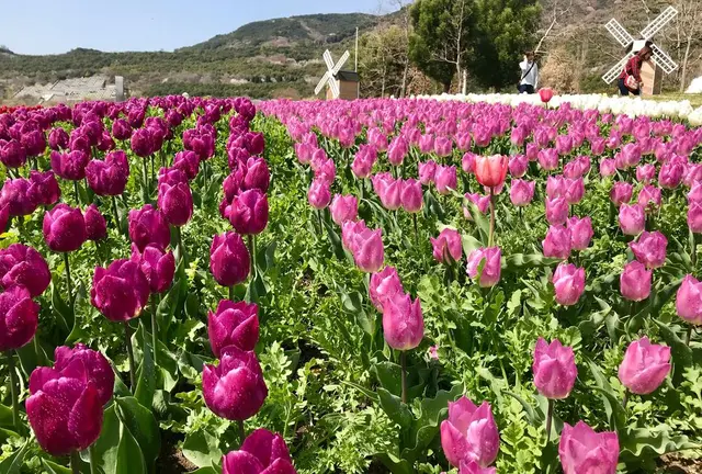 春色見つけた！花の島淡路島