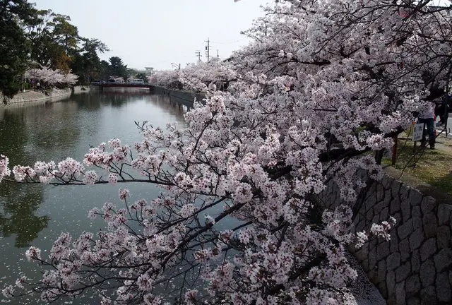 【三重・桑名】定番のお花見スポットに行ったら穴場？もあった🌸