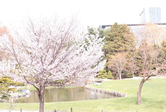 札幌お花見スポット