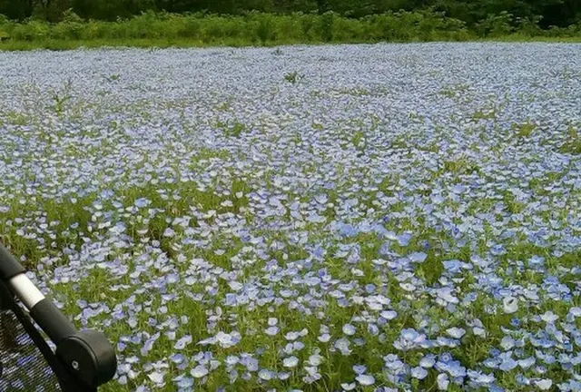 千葉市のネモフィラでマッタリ