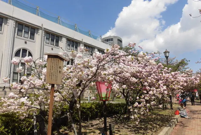 大阪造幣局桜の通り抜けの春