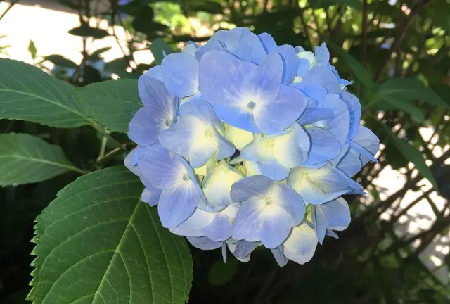 紫陽花の季節