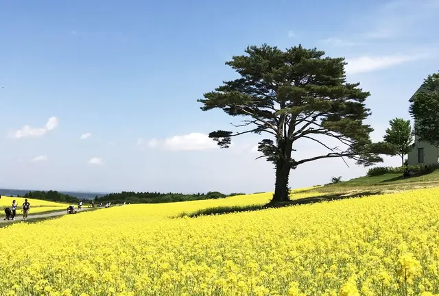 薬莱山からのやくらいガーデン