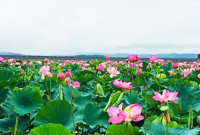 天国に一番近い沼