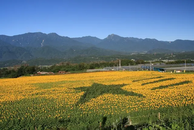 夏はやっぱり明野のひまわり🌻見ないと！！