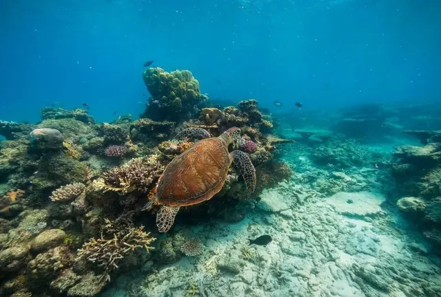 【オーストラリア】ケアンズで2つの世界遺産を巡る弾丸2泊3日プラン