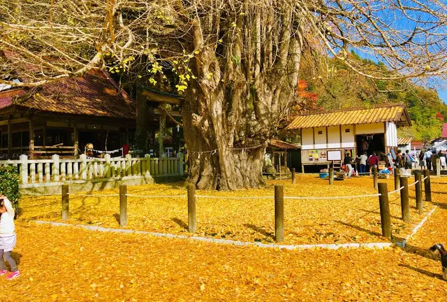 広島県内紅葉ドライブ🍁