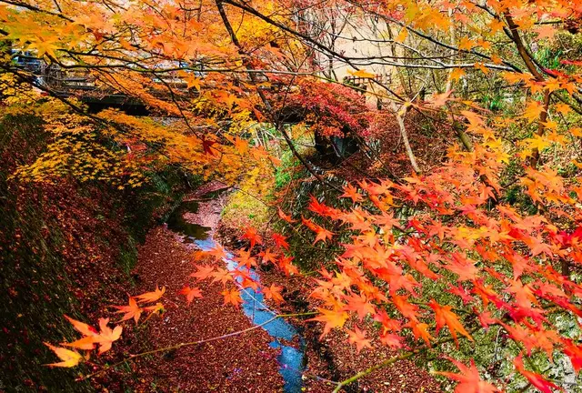 まだ粘る中国地方紅葉ドライブ🍁